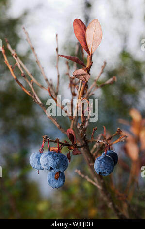 Les bleuets sont des plantes à fleurs du genre Vaccinium (un genre qui comprend également les canneberges et les myrtilles) avec des baies bleu-foncé et est un peren Banque D'Images