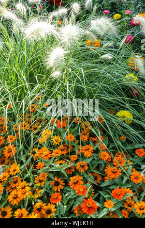 Zinnia 'profusion Orange', Pennisetum villosum Feathertop, lit de fleurs de jardin Zinnias herbe de fontaine Banque D'Images