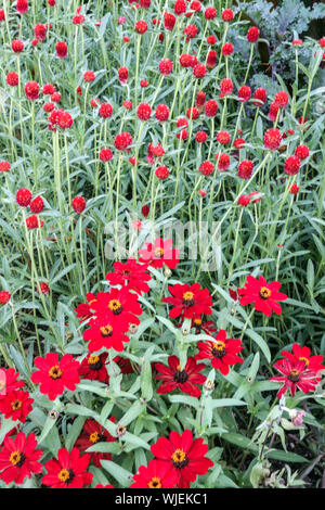 Zinnia 'Profusion Red', Zinnias, Gomphrena haageana Globe Amarante 'Carmine' Fleur rouge double Banque D'Images