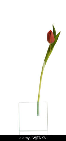 Une fleur de tulipe séparés. Isolé sur blanc. Banque D'Images