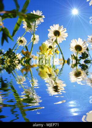 Daisy flower et de l'eau reflet montrant concept d'été Banque D'Images