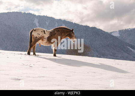 Un cheval Haflinger sur la prairie d'hiver et des pics de montagne sur l'arrière-plan. Banque D'Images