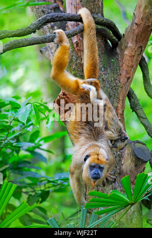 Singe hurleur à manteau enfant suspendu à un arbre Banque D'Images