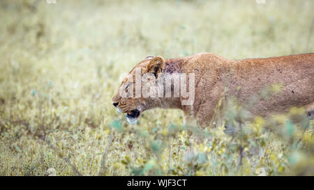 Détail de lionne d'Afrique en marche bush vert dans le parc national Kruger, Afrique du Sud ; espèce Panthera leo de la famille des Félidés Banque D'Images