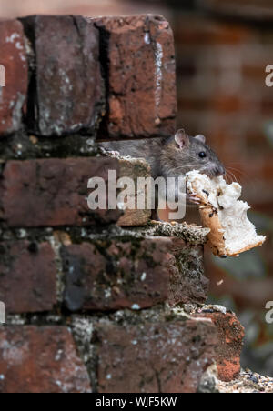 Un rat dans le jardin d'aider lui-même à certains aliments pour oiseaux. Banque D'Images