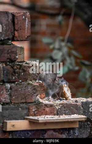 Un rat dans le jardin d'aider lui-même à certains aliments pour oiseaux. Banque D'Images