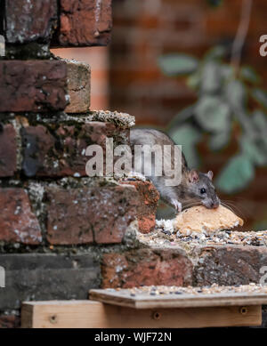 Un rat dans le jardin d'aider lui-même à certains aliments pour oiseaux. Banque D'Images