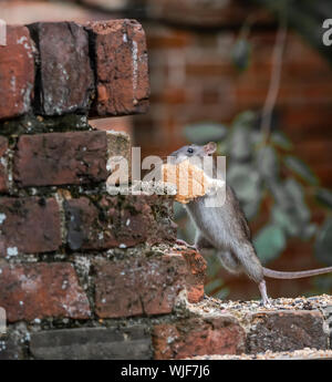 Un rat dans le jardin d'aider lui-même à certains aliments pour oiseaux. Banque D'Images