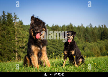 Deux amis chien assis dans le pré, un enfant de 11 ans vieux berger allemand et un 10-year-old Pinscher autrichien Banque D'Images