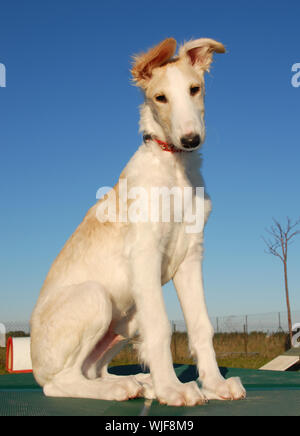 Les jeunes de race chiot Wolfhound russe grayhoung ou barzoï Banque D'Images