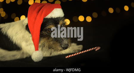 Cute little Jack Russell Terrier chien regarde la canne de Noël et se trouve sur le sol Banque D'Images