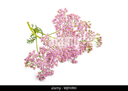 Fleurs achillée rose isolé sur fond blanc. Banque D'Images