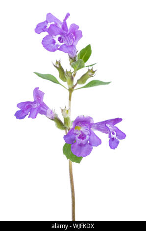 Clinopodium fleurs alpinum oin isolé sur fond blanc Banque D'Images