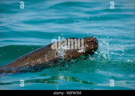 Lion de mer dans des éclaboussures.Le joint dans les éclaboussures de l'eau lumineuse flotte sur brillait au soleil. Banque D'Images