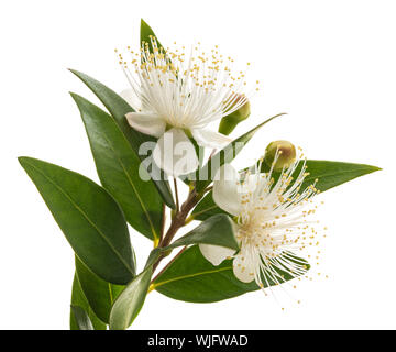 Direction générale de fleurs de myrte isolated on white Banque D'Images