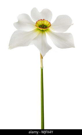 Les jonquilles (Narcissus poeticus blanc) isolé sur fond blanc Banque D'Images