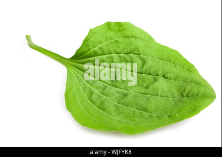 Plus de feuilles de plantain isolé sur fond blanc Banque D'Images