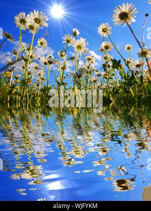 Daisy flower et de l'eau reflet montrant concept d'été Banque D'Images