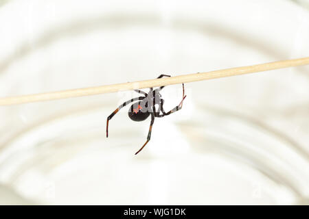 Femme mortelle araignée veuve noire, Latrodectus mactans, avec forme de sablier rouge sous son abdomen. Banque D'Images