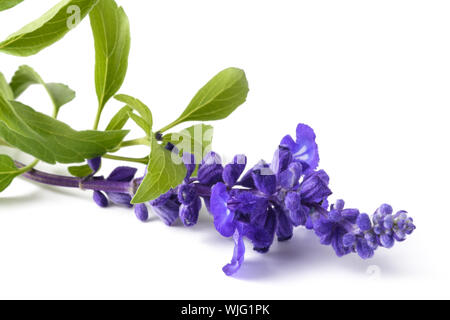 Salvia farinacea avec fleurs isolé sur fond blanc Banque D'Images