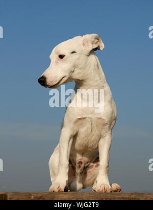 Bebe Avec Un Jack Russel Terrier Photo Stock Alamy