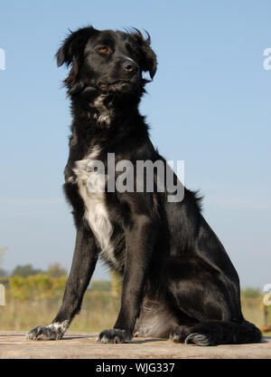 Border Collie pure race Banque D'Images