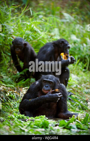 Chimpanzé Bonobo. Les chimpanzés s'asseoir sur une pelouse verte à un étang et manger. Banque D'Images
