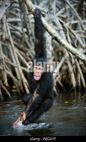 L'enfant joue. L'enfant d'un chimpanzé est suspendu à une branche et joue avec de l'eau, les éclaboussures sur les parties. Banque D'Images