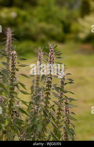 Leonurus cardiaca agripaume, connu sous le nom, est une plante herbacée vivace de la famille, Lamiaceae. Autres noms communs : jetez-millepertuis, Lion's Banque D'Images