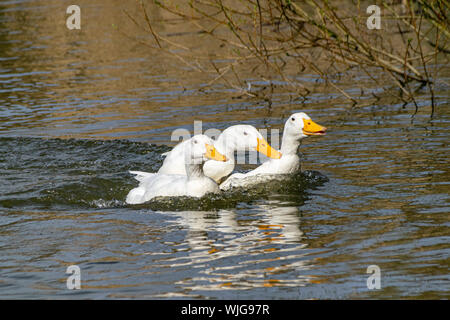 Aylesbury (également connu sous le nom de Long Island, American Pekin Pekin ou canards) Banque D'Images