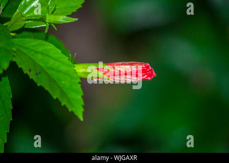 Hibiscus schizopetalus Flower Bud Banque D'Images