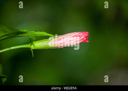 Hibiscus schizopetalus, Lanterne Japonaise Flower Bud Banque D'Images