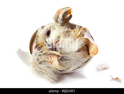 L'éclosion d'un poussin in front of white background Banque D'Images