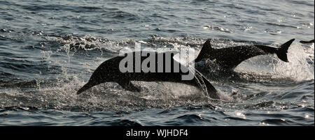 Les dauphins sautant revient de l'eau. Le dauphin commun à long bec (nom scientifique : Delphinus capensis) Nager dans l'océan atlantique. Banque D'Images