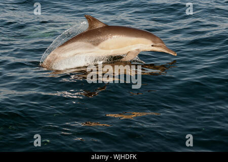 Les dauphins sautant revient de l'eau. Le dauphin commun à long bec (nom scientifique : Delphinus capensis) Nager dans l'océan atlantique. Banque D'Images