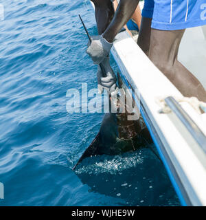 Prises de voilier marlins sportfishing holding bill avec des mains et des gants Banque D'Images