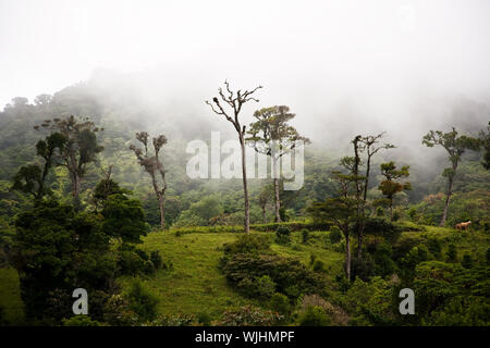 De grands arbres dans la forêt de nuages du Costa Rica Banque D'Images