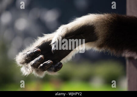 Main de l'lar gibbon (Hylobates lar), également connu sous le nom de white-remis gibbon Banque D'Images