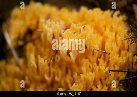 Ramaria détail de champignon macro dans forêt automne nature gros plan de saison Banque D'Images