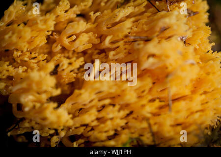 Ramaria détail de champignon macro dans forêt automne nature gros plan de saison Banque D'Images