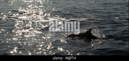 Le dauphin revient de l'eau. Le dauphin commun à long bec (nom scientifique : Delphinus capensis) Nager dans l'océan atlantique. Banque D'Images