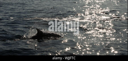 Le dauphin revient de l'eau. Le dauphin commun à long bec (nom scientifique : Delphinus capensis) Nager dans l'océan atlantique. Banque D'Images