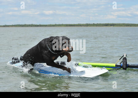 Rottweiler pure race, de sauter sur une planche à voile dans la mer Banque D'Images