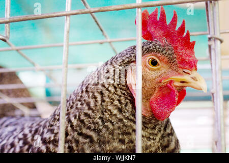 La mère poule un point gris a été placé dans une cage. Banque D'Images