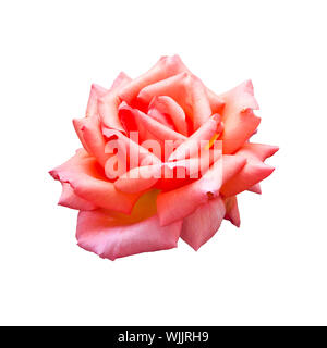 L'image d'un beau rose isolated on white Banque D'Images