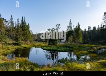 Forêt norvégienne avec les arbres à feuilles persistantes dans le milieu de terrain, un petit étang d'eau encore avec bords reed à l'avant-plan et clear blue sky Banque D'Images