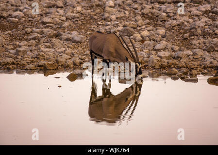 Oryx gazella boit de l'eau au lever du soleil dans le parc national d'Etosha, Namibie Banque D'Images