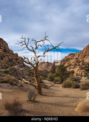 Sentier du désert dans la région de Joshua Tree National Park, Banque D'Images