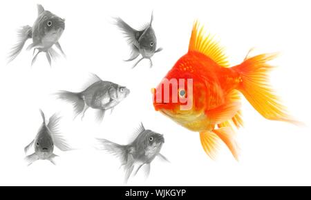 Poisson rouge montrant le succès de la discrimination de l'individualité de leadership ou de concept de motivation Banque D'Images