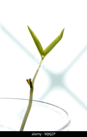 Au début de soja, plante poussant dans un verre, sur fond blanc Banque D'Images